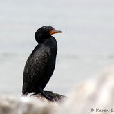 Crowned Cormorant by Karen Larsen